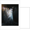 The Dancer by Jan Baptist Scherer