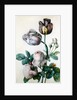 A Cabbage Rose, Two Tulips, a Small Tortoiseshell Butterfly and a Yellow Meadow Ant by Pierre-Joseph Redoute