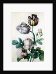 A Cabbage Rose, Two Tulips, a Small Tortoiseshell Butterfly and a Yellow Meadow Ant by Pierre-Joseph Redoute