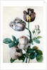 A Cabbage Rose, Two Tulips, a Small Tortoiseshell Butterfly and a Yellow Meadow Ant by Pierre-Joseph Redoute