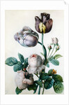 A Cabbage Rose, Two Tulips, a Small Tortoiseshell Butterfly and a Yellow Meadow Ant by Pierre-Joseph Redoute