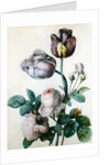 A Cabbage Rose, Two Tulips, a Small Tortoiseshell Butterfly and a Yellow Meadow Ant by Pierre-Joseph Redoute