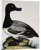 Scaup Duck by Reverend Christopher Atkinson
