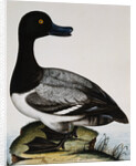 Scaup Duck by Reverend Christopher Atkinson