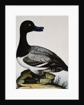 Scaup Duck by Reverend Christopher Atkinson