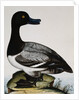 Scaup Duck by Reverend Christopher Atkinson