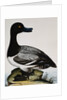 Scaup Duck by Reverend Christopher Atkinson