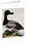 Scaup Duck by Reverend Christopher Atkinson