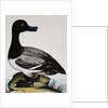 Scaup Duck by Reverend Christopher Atkinson