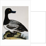 Scaup Duck by Reverend Christopher Atkinson