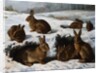 Rabbits in the Snow by William Luker