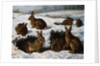 Rabbits in the Snow by William Luker