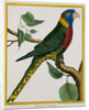 Parrot Illustration from Histoire Naturelle des Oiseaux by George Louis le Clerc Buffon