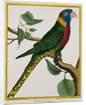 Parrot Illustration from Histoire Naturelle des Oiseaux by George Louis le Clerc Buffon