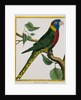 Parrot Illustration from Histoire Naturelle des Oiseaux by George Louis le Clerc Buffon