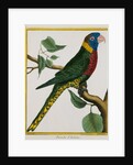Parrot Illustration from Histoire Naturelle des Oiseaux by George Louis le Clerc Buffon