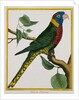 Parrot Illustration from Histoire Naturelle des Oiseaux by George Louis le Clerc Buffon