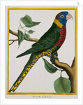 Parrot Illustration from Histoire Naturelle des Oiseaux by George Louis le Clerc Buffon
