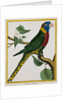 Parrot Illustration from Histoire Naturelle des Oiseaux by George Louis le Clerc Buffon