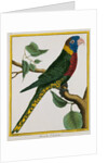 Parrot Illustration from Histoire Naturelle des Oiseaux by George Louis le Clerc Buffon