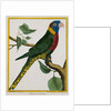 Parrot Illustration from Histoire Naturelle des Oiseaux by George Louis le Clerc Buffon