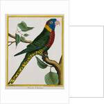 Parrot Illustration from Histoire Naturelle des Oiseaux by George Louis le Clerc Buffon