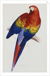 Illustration of the Family of Psittacidae or Parrots by Edward Lear
