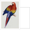 Illustration of the Family of Psittacidae or Parrots by Edward Lear
