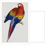 Illustration of the Family of Psittacidae or Parrots by Edward Lear