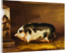 A Prize Pig in a Sty by Thomas Weaver