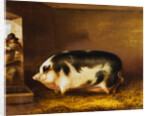 A Prize Pig in a Sty by Thomas Weaver