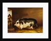 A Prize Pig in a Sty by Thomas Weaver