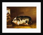 A Prize Pig in a Sty by Thomas Weaver