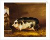 A Prize Pig in a Sty by Thomas Weaver