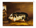 A Prize Pig in a Sty by Thomas Weaver