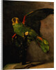 The Green Parakeet by Vincent Van Gogh