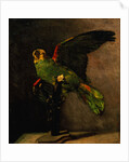The Green Parakeet by Vincent Van Gogh