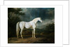 White Horse in a Wooded Landscape by Sawrey Gilpin