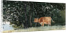 Cow in Pasture by Winslow Homer