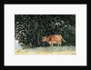 Cow in Pasture by Winslow Homer