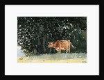 Cow in Pasture by Winslow Homer