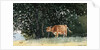 Cow in Pasture by Winslow Homer