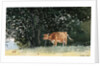 Cow in Pasture by Winslow Homer