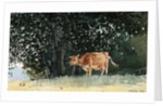Cow in Pasture by Winslow Homer