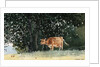 Cow in Pasture by Winslow Homer