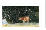 Cow in Pasture by Winslow Homer