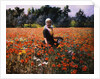 The Poppy Field by George Hitchcock