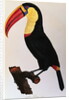 Histoire Naturelle Des Oiseaux De Paradis Et Des Rolliers Suivie De Celles Des Toucans Et Des Barbus by Anonymous