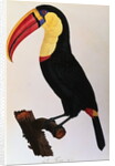 Histoire Naturelle Des Oiseaux De Paradis Et Des Rolliers Suivie De Celles Des Toucans Et Des Barbus by Anonymous