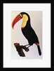 Histoire Naturelle Des Oiseaux De Paradis Et Des Rolliers Suivie De Celles Des Toucans Et Des Barbus by Anonymous